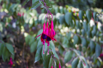 Fuchsia flower on green background