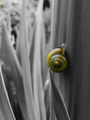 Colored snail  © kretowski