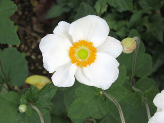 シュウメイギクの白い花