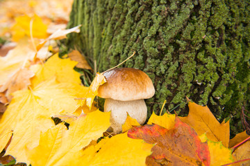 white mushroom in autumn leaves