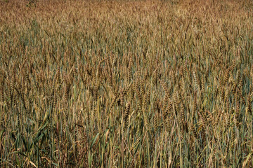grain of unripe wheat on the field, summer field with wheat on a summer day