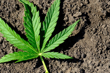 the leaf of the plant hemp fell on the plowed black ground, green