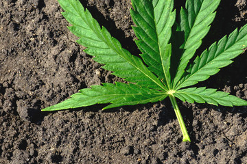 marijuana leaf on the ground