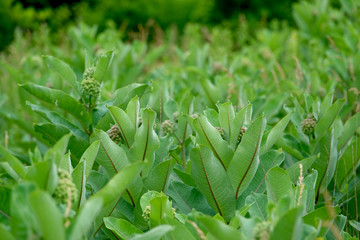 Milkweed Plants in Summer