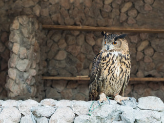 Eurasian Eagle Owl