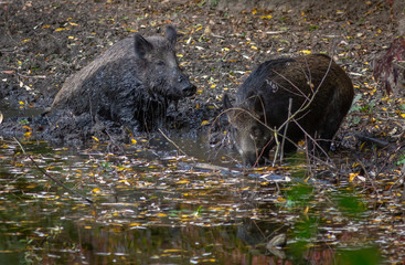 Wild Boar in forest Netherlands