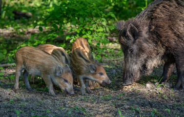 Wild Boar in forest Netherlands