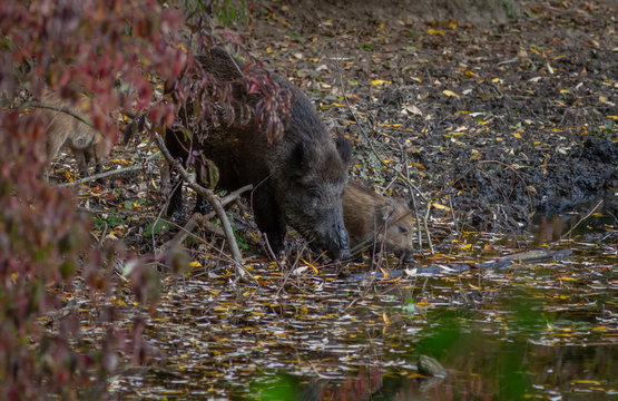 Wild Boar in forest Netherlands