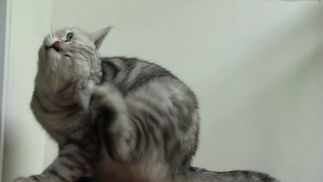 Cat is scratching his ear.