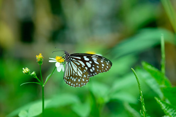 Beautiful butterfly with flower