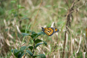 Monarch Butterfly on Leaf