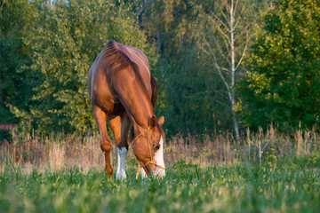 horse eating grass