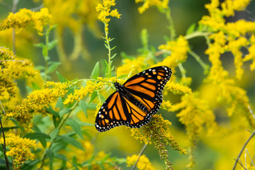 Monarch Butterfly on Goldenrod Flowers