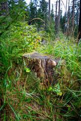 Obraz premium wooden stump among green grass in forest