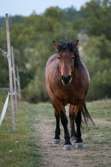 horse in the field