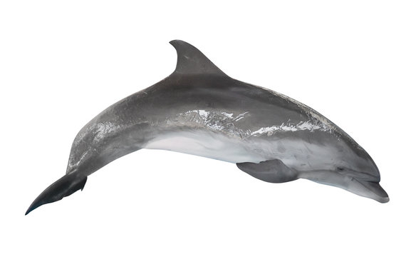 grey bottlenose dolphin on white