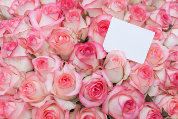 rose, pink, flower, bouquet, roses, nature, love, isolated, flowers, gift, valentine, wedding, floral, beautiful, white, blossom, bunch, petal, beauty, romance, red, day, bloom, green, birthday