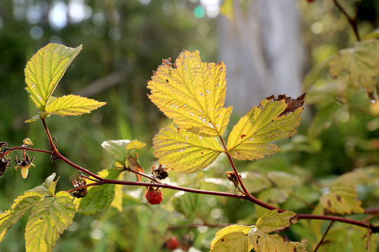 Raspberry Bush Color Raspberry-Bush Images – Browse 63 Stock Photos, Vectors, and Video ...
