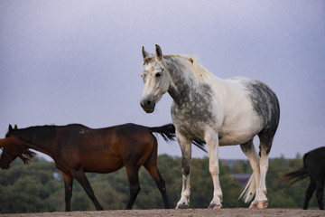 horse in the field