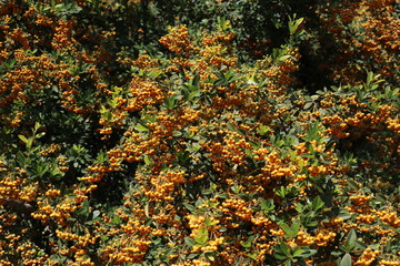 Decorative bush with orange berries pyracantha in the park