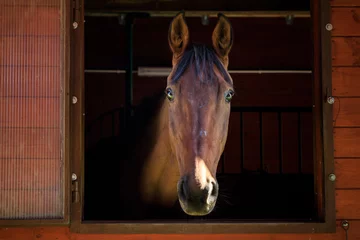 Fototapeten Portrait of the horse in a stall © castenoid