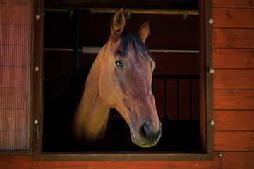 Portrait of the horse in a stall