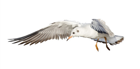 young flying gull on white