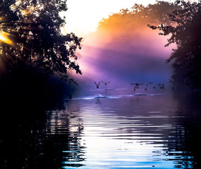 Fototapeta na wymiar Enten auf einem kleinen Fluss im Morgennebel einer herbstlichen Landschaft