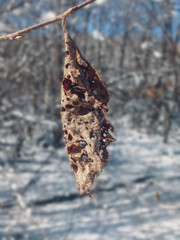 dry leaf on a tree in spring