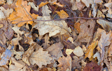 Autumn leaves background. Fallen leaves on the ground.