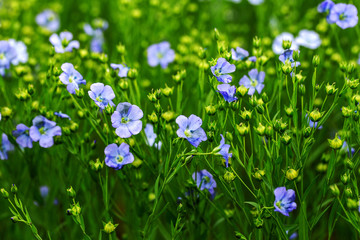 Obraz na płótnie Canvas Bright delicate blue flower of ornamental flower of flax and its shoot against complex background. Flowers of decorative flax. Agricultural field of flax technical culture in stage of active flowering