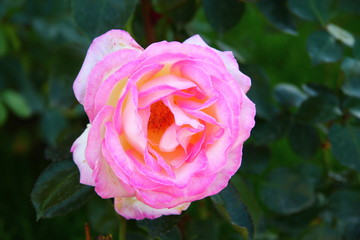 pink rose 