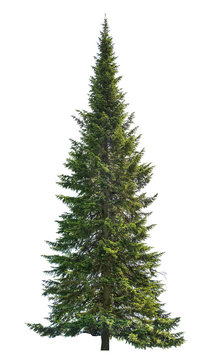 Fototapeta dark green straight isolated fir tree