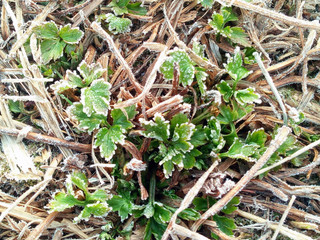 grass in frost