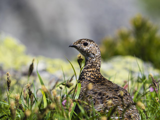 夏のライチョウ雌(rock ptarmigan)