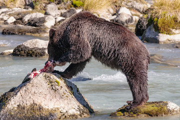 Bear fishing salmons in Chilkoot river near Haines Alaska