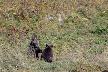 Bears near Chilkoot river  in Haines Alaska