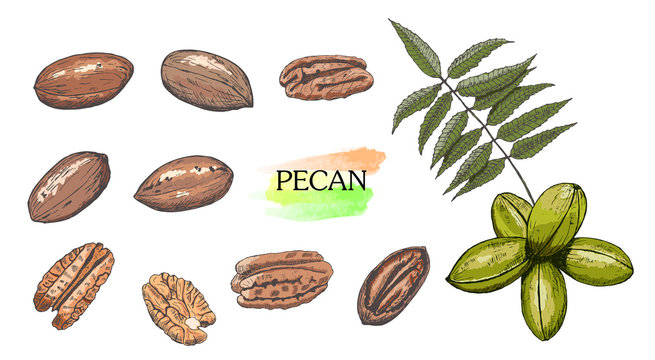 Hand drawn colored pecan nut set isolated on white background.