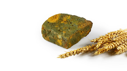 half a loaf of mouldy rye bread and sprouts of wheat isolated on white background, concept of...