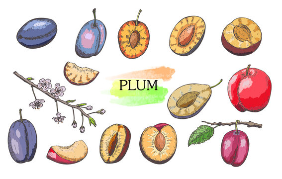 Hand drawn colored plum set isolated on white background.
