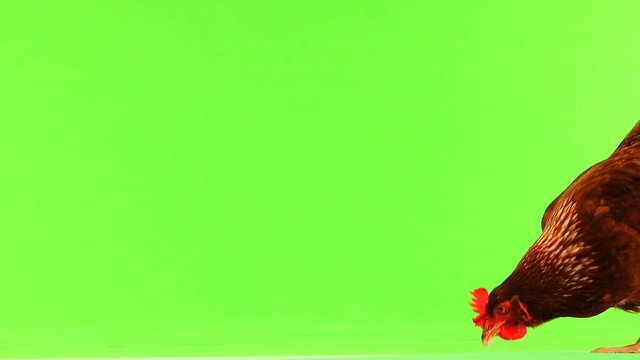 hen pecks grain on green screen