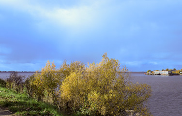 Gold autumn foliage on coastal willows. The sun's rays through the clouds