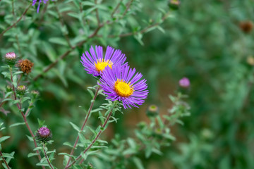 New England Aster Flowers in Bloom