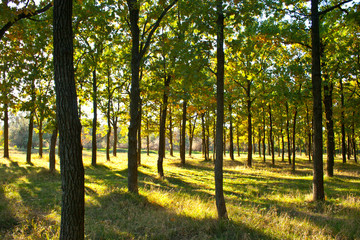 Naklejka premium evening in the autumn forest