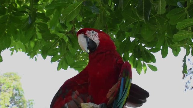 closed up shot red head parrots hanging on twig