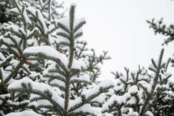 Neve 
