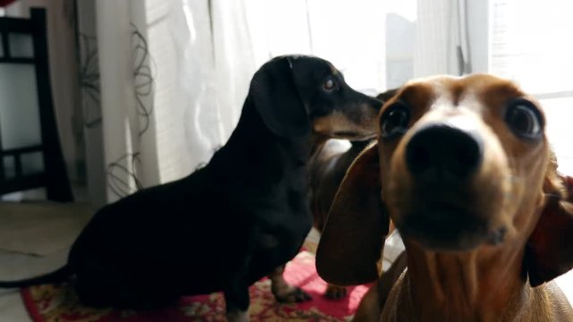 Dachshund dogs sit near the window. Dogs are obediently looking into the camera.