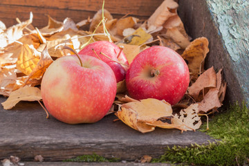 Apples on the stairs in the leaves