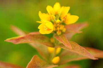 Beautiful bright yellow flower close-up, blur effect
