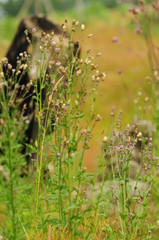 Dry blade of grass in a lush field, macro